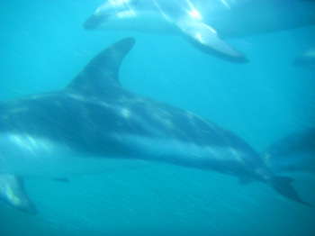 Dolphin_swimming3